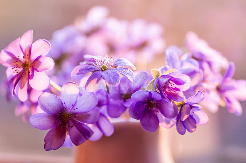 Gemensam blåsippa tagen poland för nobilis för bokträdskogblåsippa fjäder först blommafjäder Blåa blommor som blommar i April fotografering för bildbyråer Gemensam blåsippa tagen poland för nobilis för bokträdskogblåsippa fjäder först blommafjäder Blåa blommor som blommar i April fotografering för bildbyråer