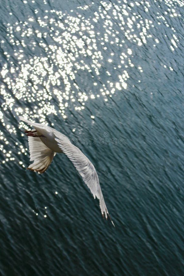 Gemensam fiskmås, Larus Canus som ner bakifrån dyker in mot det öppna havet med ottasolljus som glittrar på vattnet royaltyfria foton Gemensam fiskmås, Larus Canus som ner bakifrån dyker in mot det öppna havet med ottasolljus som glittrar på vattnet royaltyfria foton