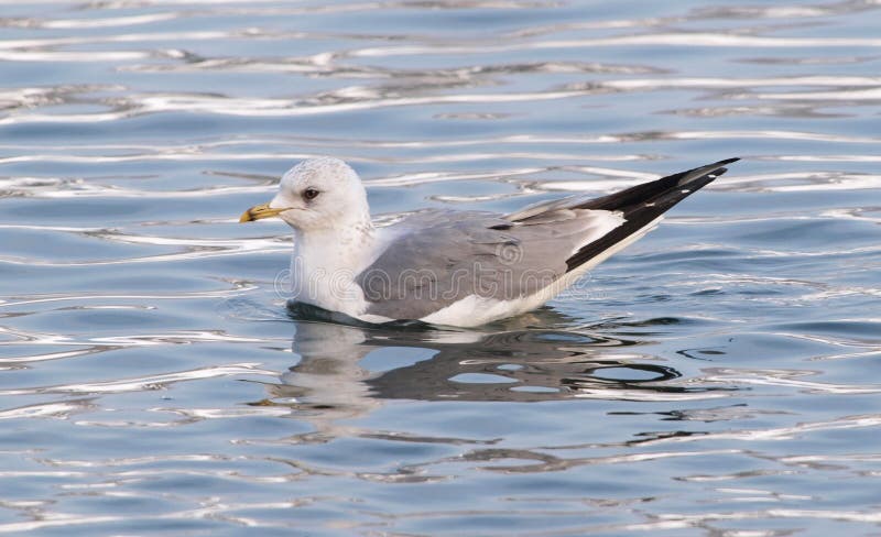 gemensam fiskmåslarus för canus royaltyfria bilder gemensam fiskmåslarus för canus royaltyfria bilder