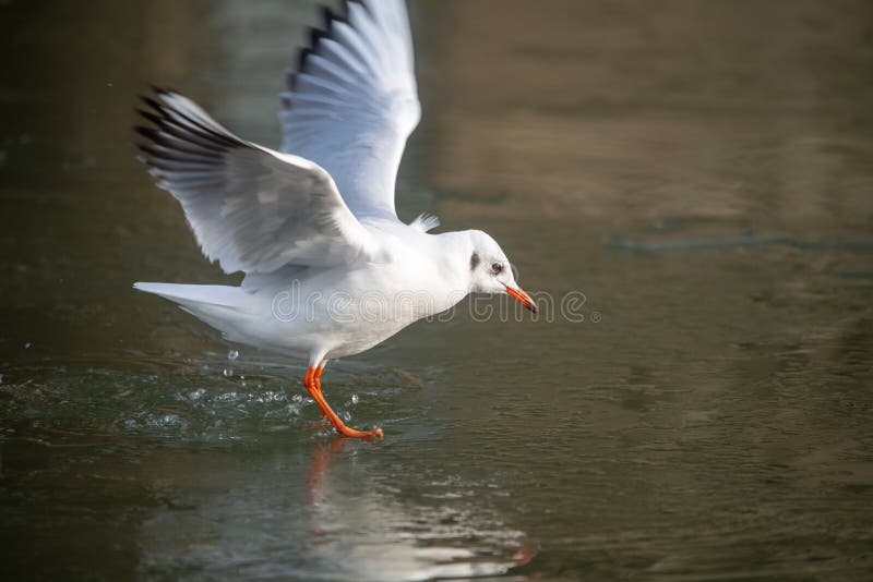 Gemensam havsfiskmås som att närma sig en djupfryst flod arkivfoton Gemensam havsfiskmås som att närma sig en djupfryst flod arkivfoton