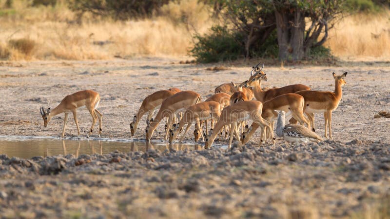 Gemensam impalaAepycerosmelampus som dricker på en waterhole