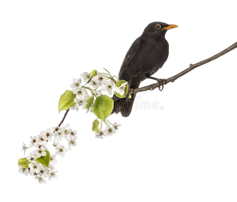 Gemensam koltrast som sätta sig på en blomningfilial royaltyfri fotografi