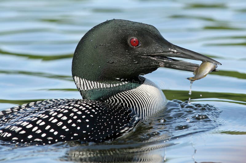 gemensam loon för fiskegaviaimmer royaltyfri foto gemensam loon för fiskegaviaimmer royaltyfri foto