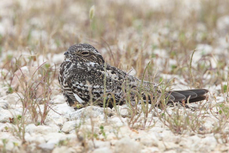 Common Nighthawk (Chordeiles minor) Perched on Ground - Texas. Common Nighthawk (Chordeiles minor) Perched on Ground - Texas