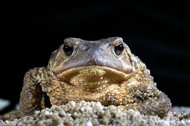 Gemensam paddabufobufo, amfibie arkivbilder Gemensam paddabufobufo, amfibie arkivbilder