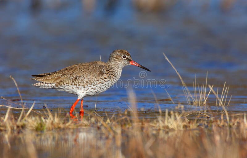 gemensam redshank arkivbild gemensam redshank arkivbild
