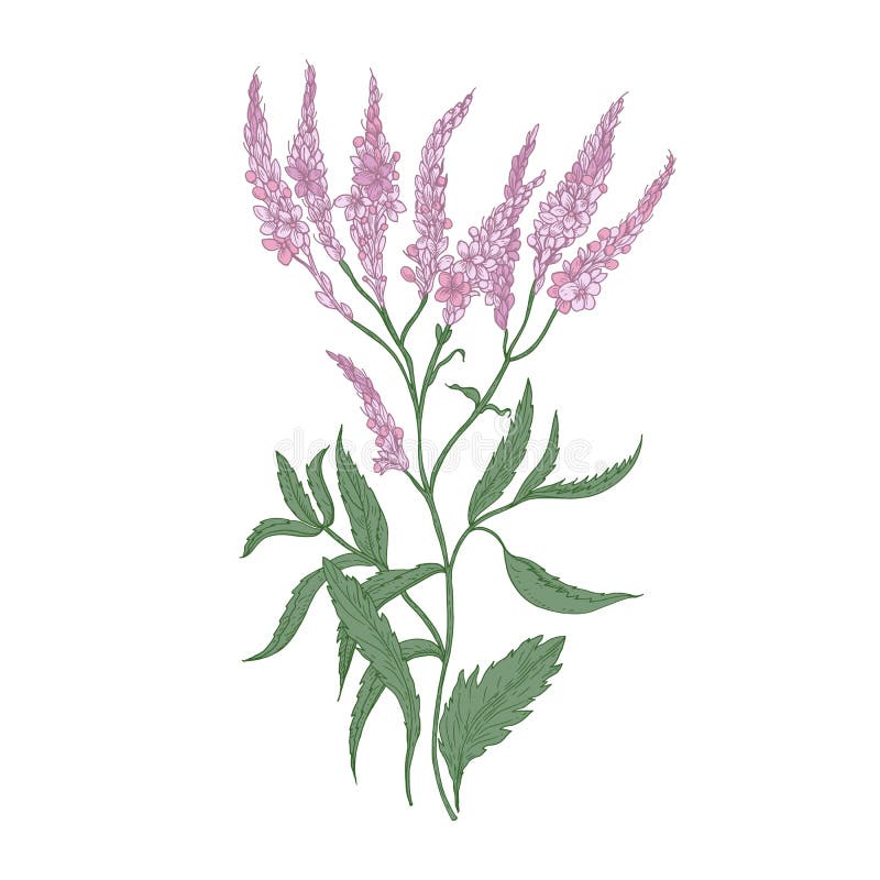 Gemensamma verbenablommor som isoleras på vit bakgrund Detaljerad teckning av den lösa perenna blomma örten som används som medic vektor illustrationer