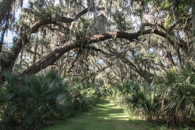 Gemini Springs Park in Florida Stock Image Image of palm, forest