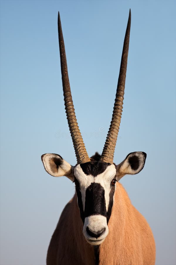 Gemsbok antelope stock photo. Image of wild, mammal, horned 21209668