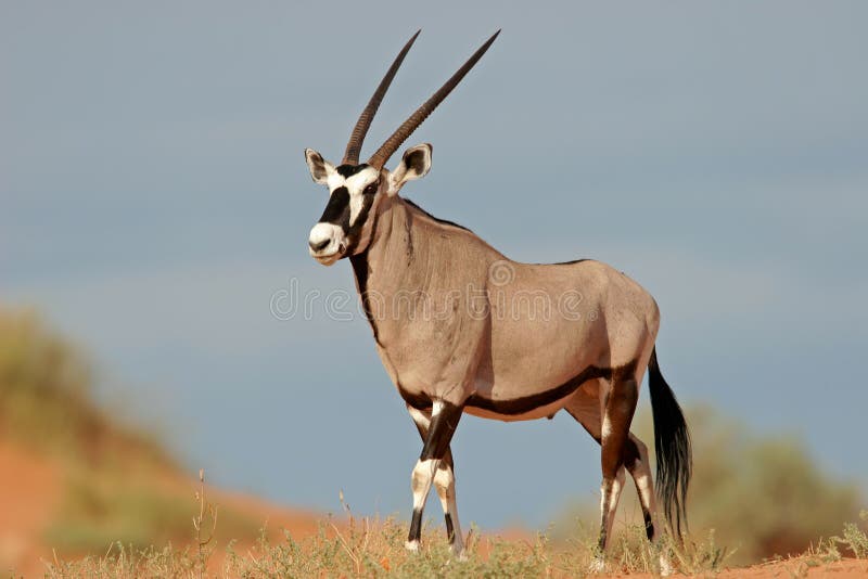 A gemsbok antelope (Oryx gazella) on a red sand dune, Kalahari desert, South Africa. A gemsbok antelope (Oryx gazella) on a red sand dune, Kalahari desert, South Africa