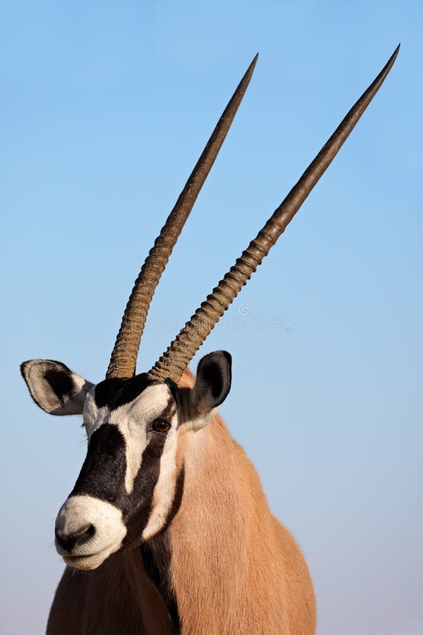 Portrait of a Gemsbok antelope (Oryx gazella) against a blue sky, Kalahari desert, South Africa. Portrait of a Gemsbok antelope (Oryx gazella) against a blue sky, Kalahari desert, South Africa