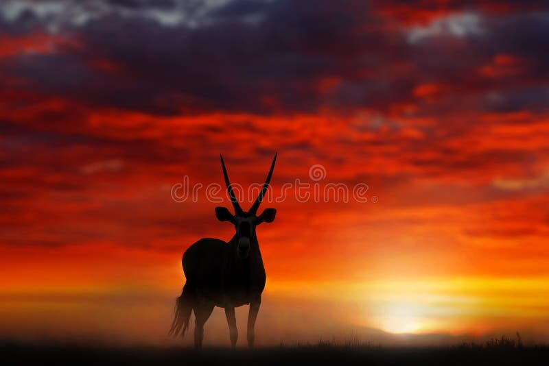 Gemsbok com por do sol alaranjado da noite da duna de areia Gemsbuck, gazella do Oryx, grande antílope no habitat da natureza, So