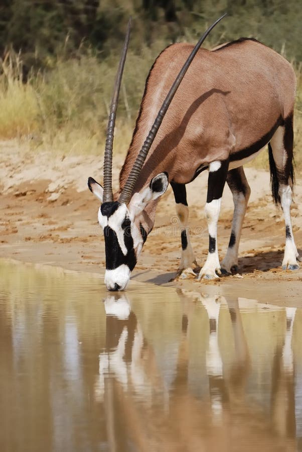 Gemsbok die (gazella Oryx) drinkt royalty-vrije stock foto's Gemsbok die (gazella Oryx) drinkt royalty-vrije stock foto's