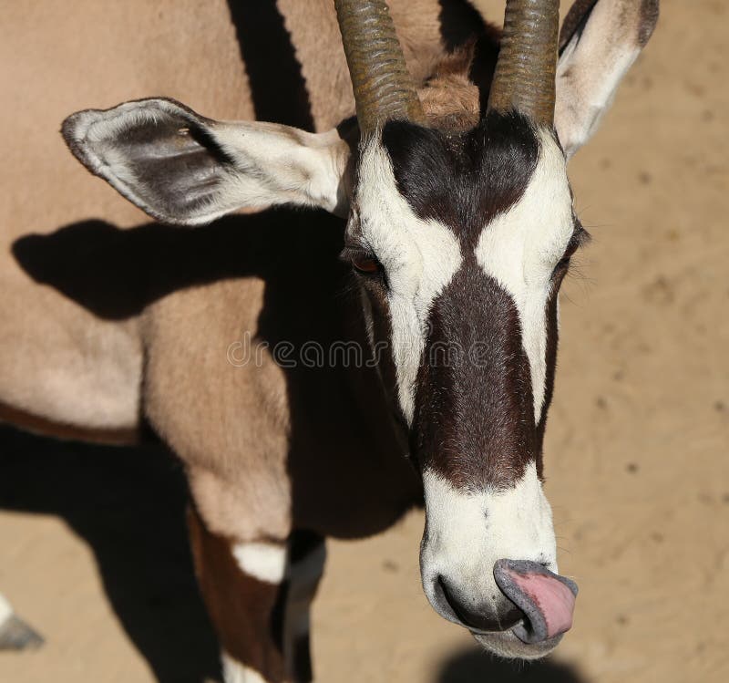 Gemsbok of gemsbuck (Oryx-gazella) royalty-vrije stock fotografie Gemsbok of gemsbuck (Oryx-gazella) royalty-vrije stock fotografie