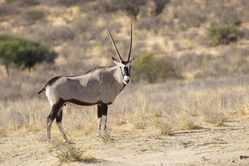 Gemsbok or Gemsbuck Oryx Gazella Kgalagadi Transfrontier Park, Kalahari,  Northern Cape, South Africa Stock Photo - Image of buck, wild: 228743742