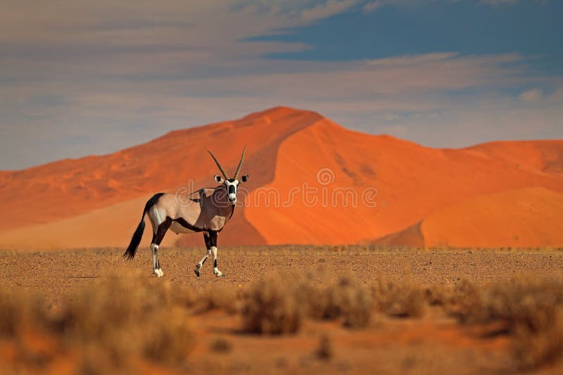 Gemsbok mit orange Sanddüne-Abendsonnenuntergang Gemsbuck, Oryx Gazella, große Antilope im Naturlebensraum, Sossusvlei, Namibia w lizenzfreies stockfoto