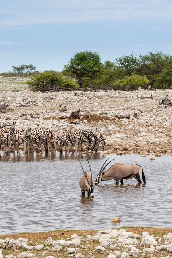 Gemsboks e zebre che bevono a Waterhole, parco nazionale di Etosha, Namibia fotografia stock libera da diritti Gemsboks e zebre che bevono a Waterhole, parco nazionale di Etosha, Namibia fotografia stock libera da diritti