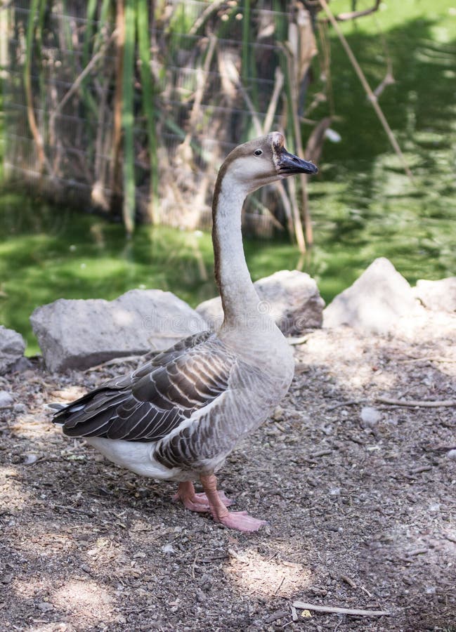 Gemächliche Wege der grauen Gans entlang dem Teich lizenzfreies stockfoto Gemächliche Wege der grauen Gans entlang dem Teich lizenzfreies stockfoto