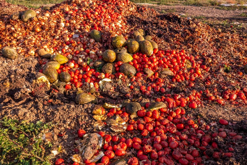 Vegetables thrown into a landfill, rotting outdoors. Vegetables thrown into a landfill, rotting outdoors.