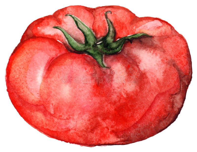 Gemüselebensmittel der roten reifen Tomate des Aquarells lokalisiert stock abbildung Gemüselebensmittel der roten reifen Tomate des Aquarells lokalisiert stock abbildung