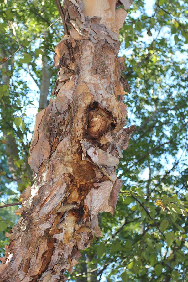 Genau von der Schalenbarke des Stammes eines Flusssuppengrüns in Nord-Carolina