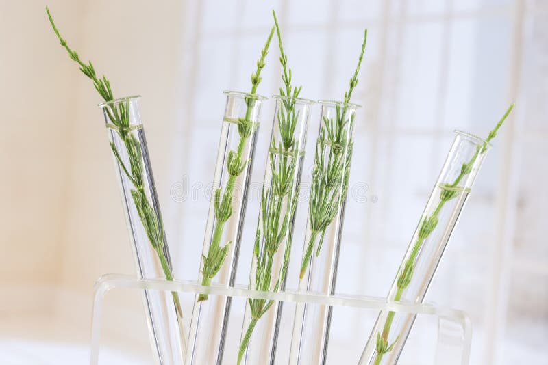 Geneeskrachtige installatiehorsetail in reageerbuizen royalty-vrije stock fotografie Geneeskrachtige installatiehorsetail in reageerbuizen royalty-vrije stock fotografie