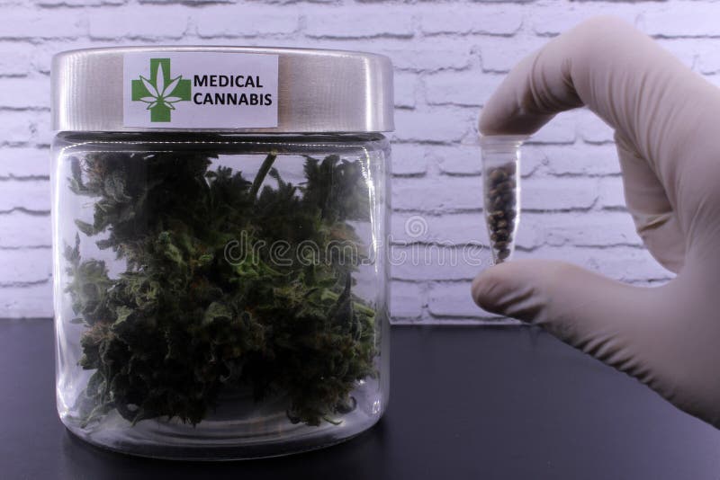 Geneeskrachtige marihuanaknoppen en cannabiszaden royalty-vrije stock afbeeldingen Geneeskrachtige marihuanaknoppen en cannabiszaden royalty-vrije stock afbeeldingen