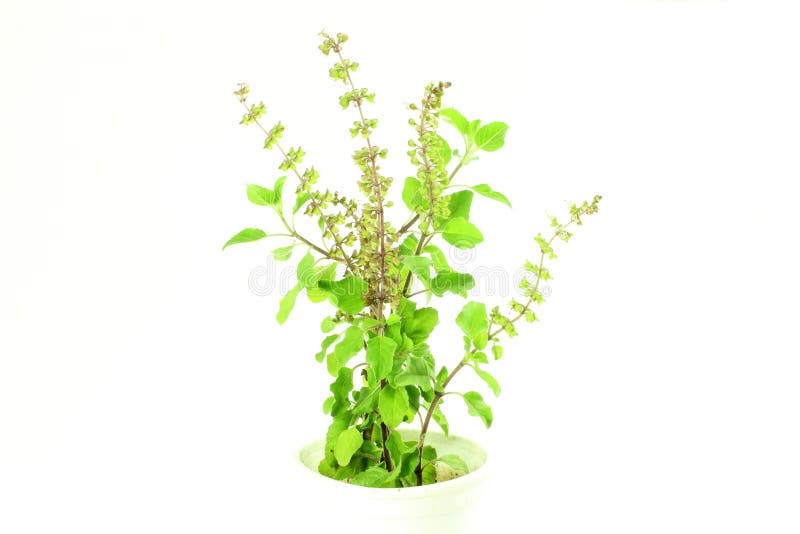 Geneeskrachtige tulsi of de heilige installatie van het basilicum Indische kruid op witte achtergrond stock afbeeldingen Geneeskrachtige tulsi of de heilige installatie van het basilicum Indische kruid op witte achtergrond stock afbeeldingen