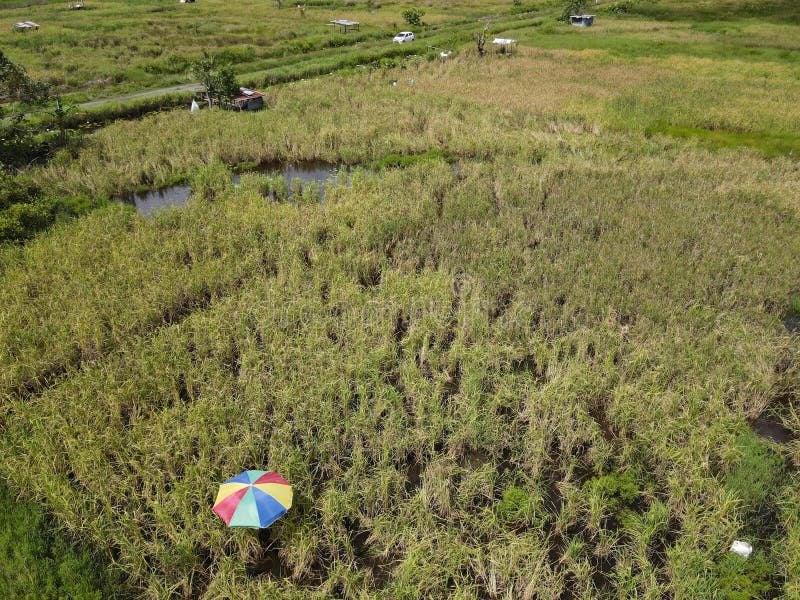 General scenery of a paddy field, huts, trees and farmers.A top down aerial view of a paddy field with farmers at work. Located in