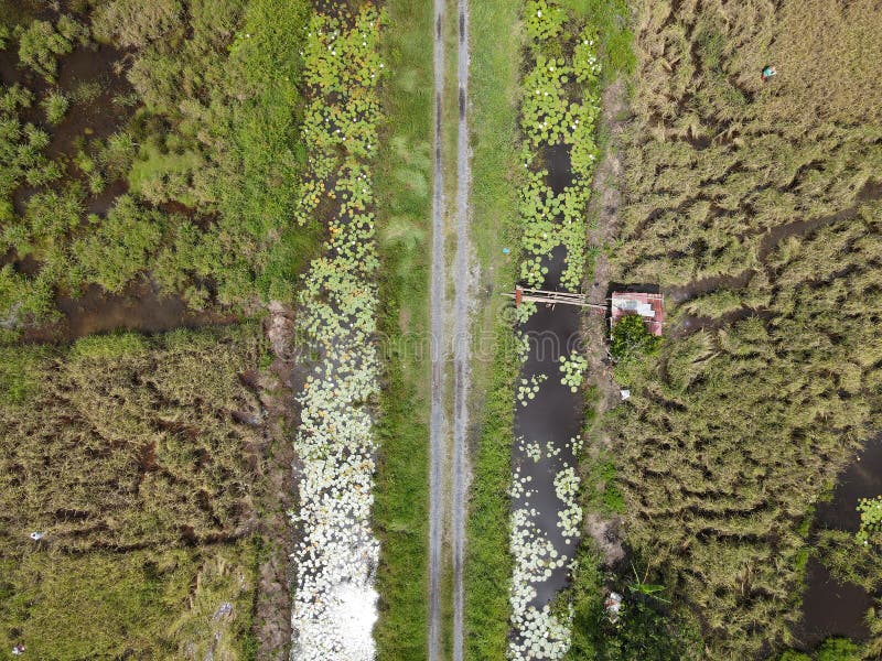 General scenery of a paddy field, huts, trees and farmers.A top down aerial view of a paddy field with farmers at work. Located in