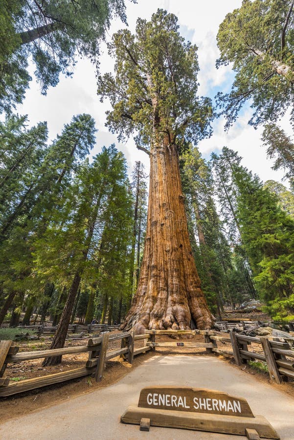 General Sherman giant Sequoia tree sequoiadendron giganteum is the largest tree on the Earth, Sequoia National Park, California, USA