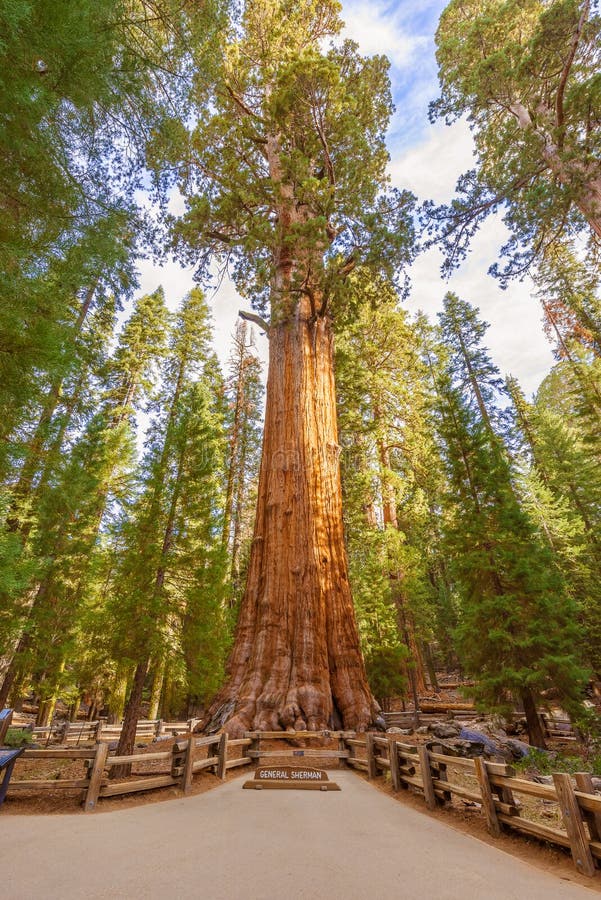 General Sherman Tree huge trunks in Sequoia National Park, California USA. General Sherman Tree huge trunks in Sequoia National Park, California USA