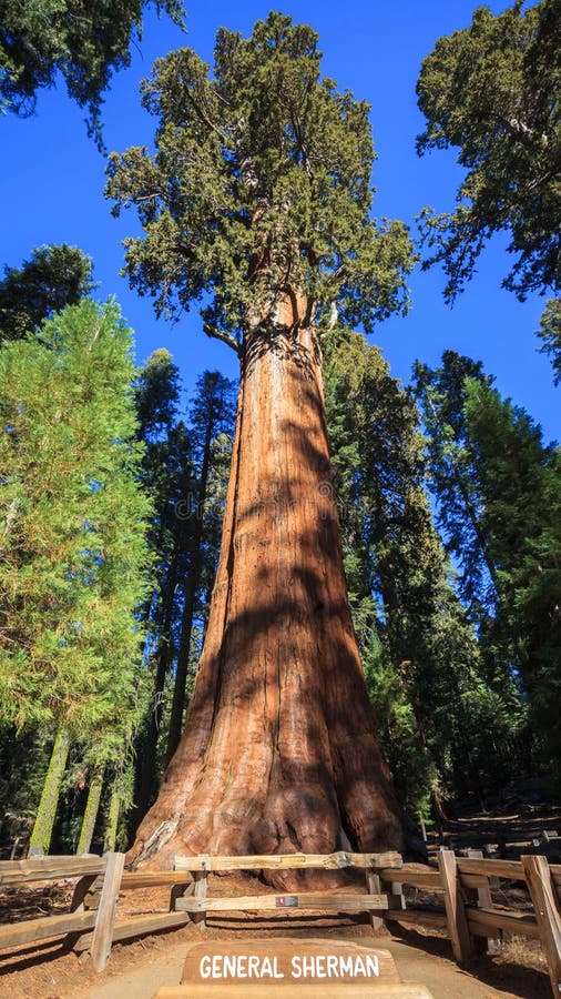 General Sherman Tree