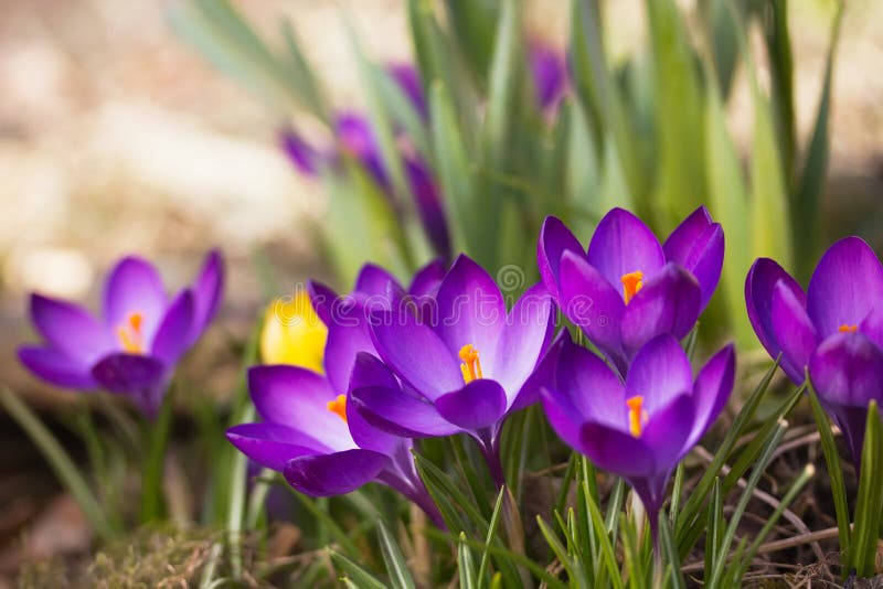 General view of the purple saffron flowers.