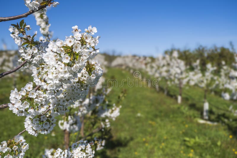 Blooming cherry trees under a blue sky in Frauenstein - Germany in the Rheingau. Blooming cherry trees under a blue sky in Frauenstein - Germany in the Rheingau