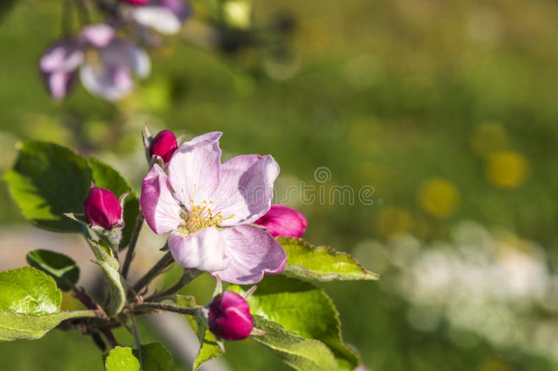 Close-up of pink cherry blossoms near Frauenstein - Germany in the Rheingau. Close-up of pink cherry blossoms near Frauenstein - Germany in the Rheingau