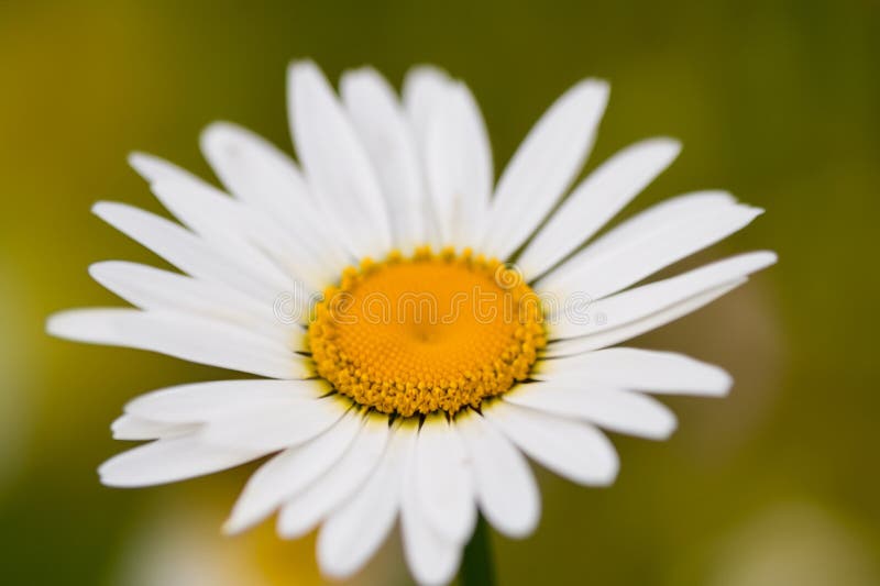 Daisy flower. Fields of daisies with white and yellow petals. Spring and flowering time. stock illustration