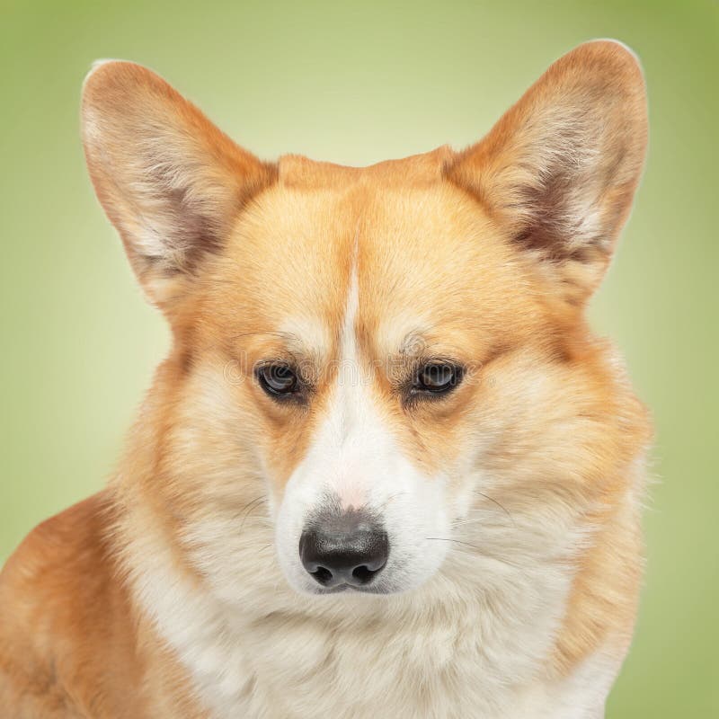Corgi welsh pembroke isolated