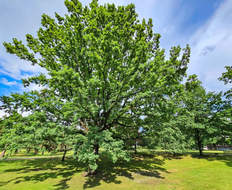 Tall spreading oak tree with young foliage on a bright spring day in the park. stock images