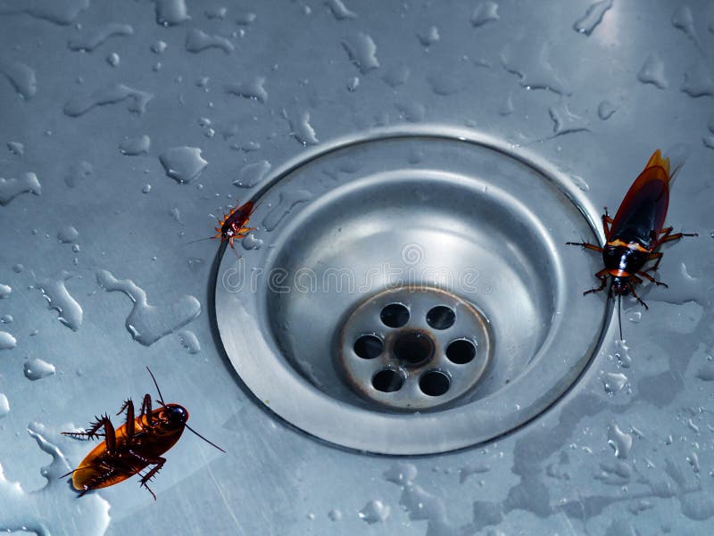 Cockroaches in the bathroom on the sink. The problem with insects. Cockroach drain hole, washbasin. Closeup Smooth cockroach isolated on white background. Insect, bugs, bug, animals. Health, hygiene. Cockroach isolated water stock images, royalty-free photos and pictures