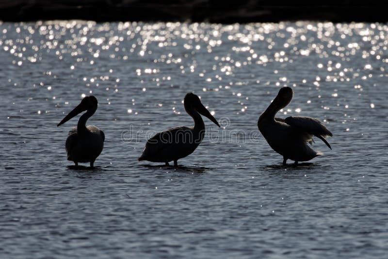 American White Pelicans (Pelecanus erythrorhynchos)
