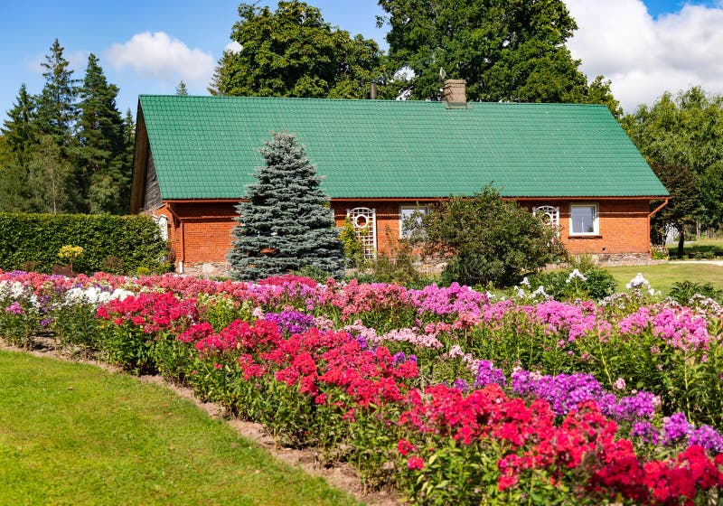 Large field of beautiful lush phloxes of various colors in a summer cottage garden in Kurzeme royalty free stock photos