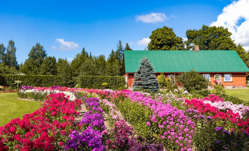 Large field of beautiful lush phloxes of various colors in a summer cottage garden in Kurzeme royalty free stock photos