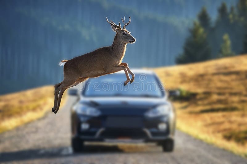 Deer jumping across the road stock illustration