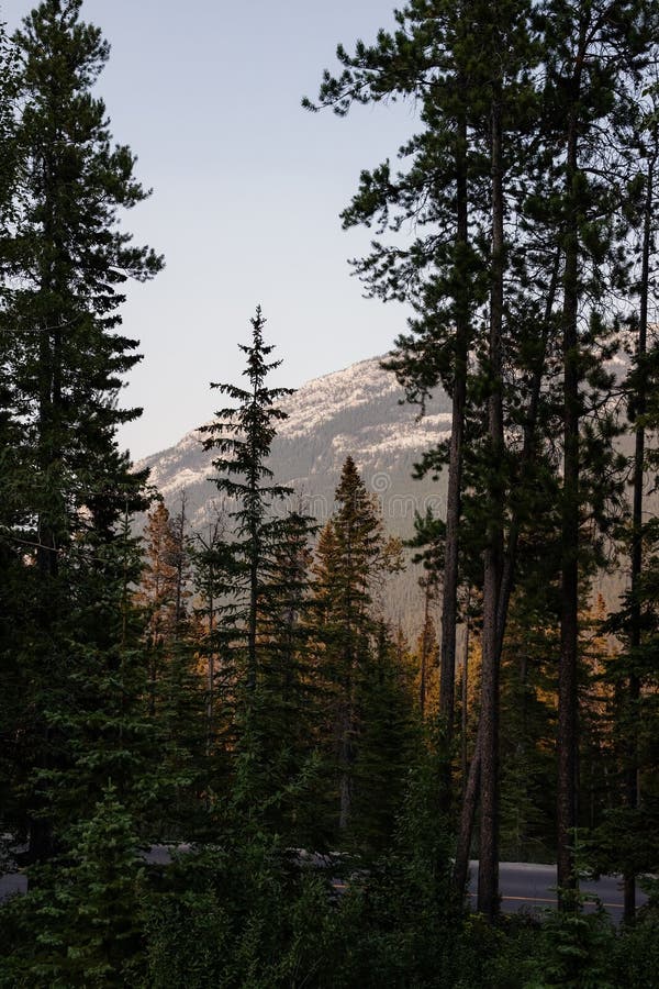 Mountain landscape with pine trees in the foreground. Mountain landscape with pine trees in the foreground and mountains in the background.