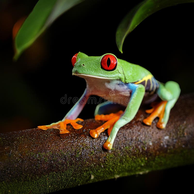 Nature Costa Rica, urban wildlife. Bird lodge in tropic forest with fron on the leave. Night photo with lights with wild animal. Red-eyed Tree Frog,Agalychnis callidryas,animal with big red eyes. Al Generated