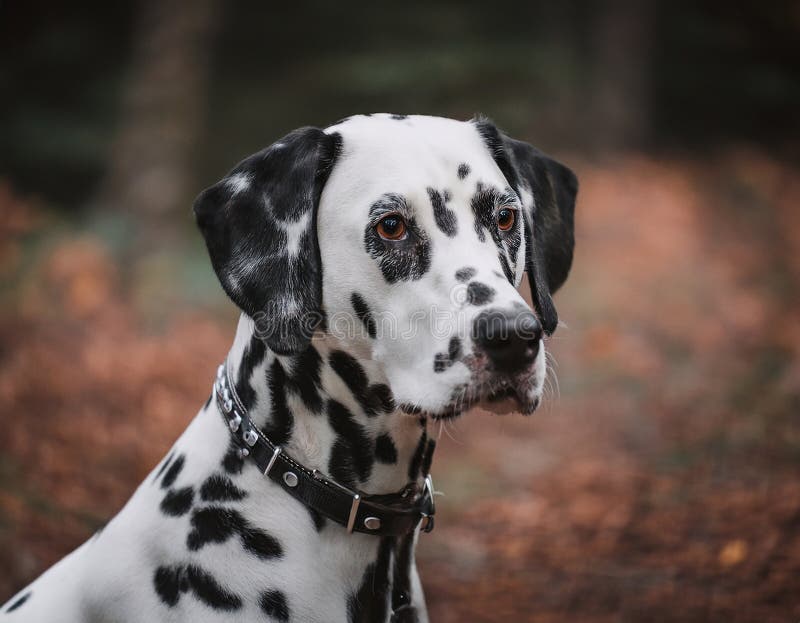 Beautiful Dalmatian Dogs Faces Dalmatian Poster