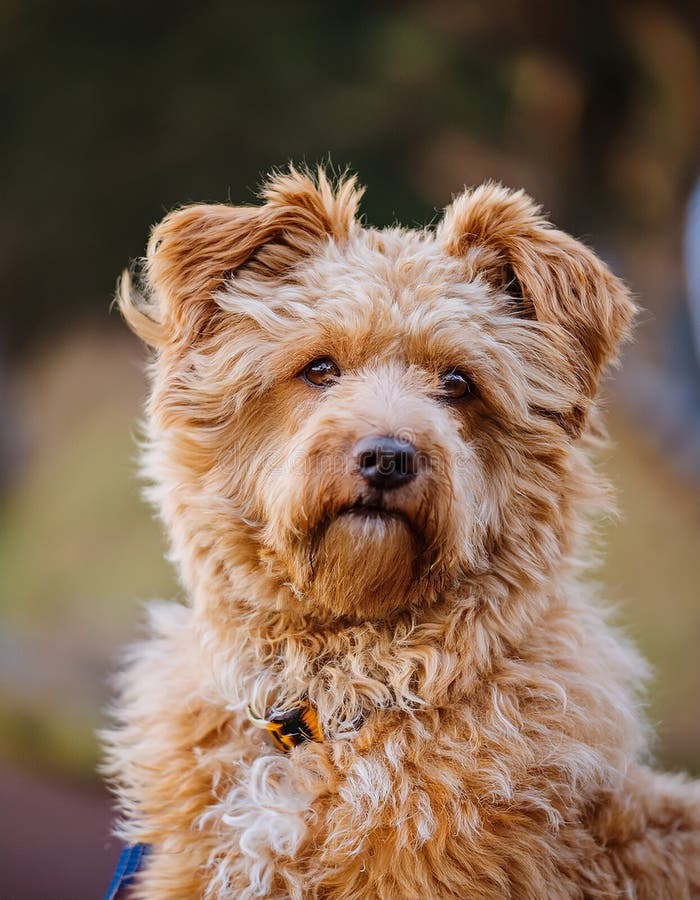 Small dog with fluffy, golden-brown fur and perky ears. Wearing a yellow fabric collar with a metal clasp. Dark eyes and a slightly scruffy white patch on its chest. Background blurred, including indistinct human figures, likely outdoors. The dog appears alert and attentive. Canary Dog. Al Generated