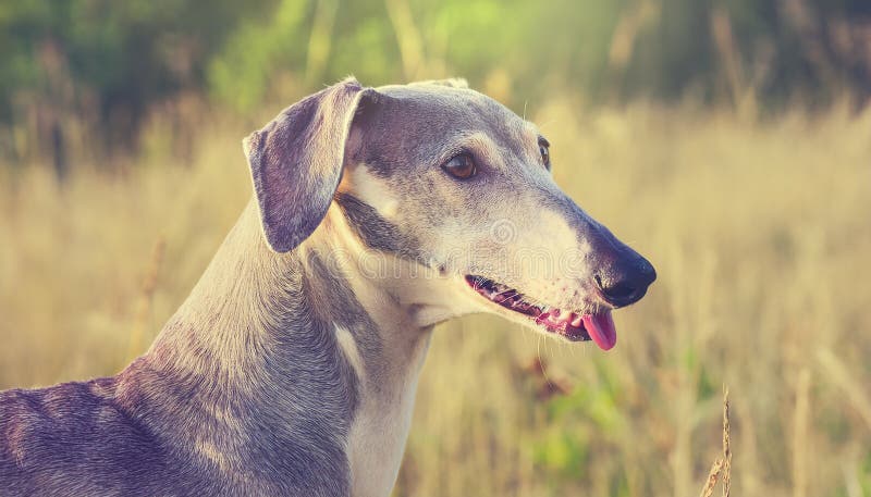 Andalusian Mouse-Hunting Dog stock illustration