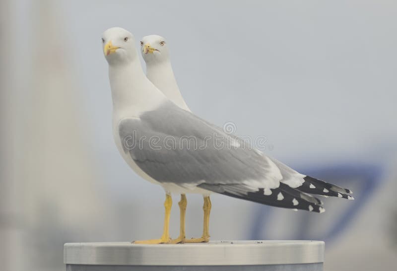 Two Yellow-Legged Gulls Standing Side-by-Side on a Post by Lake NeuchÃ¢tel